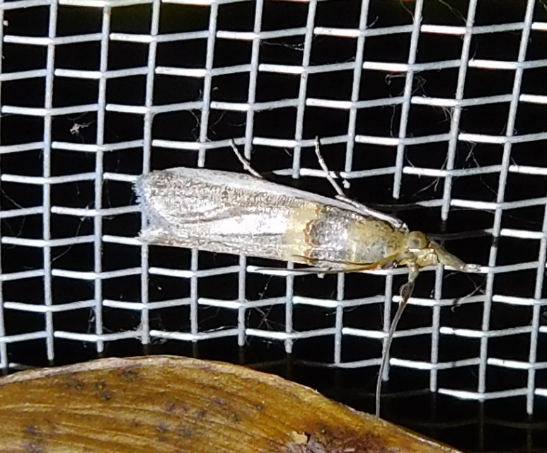 Etiella zinckenella - akácmoly