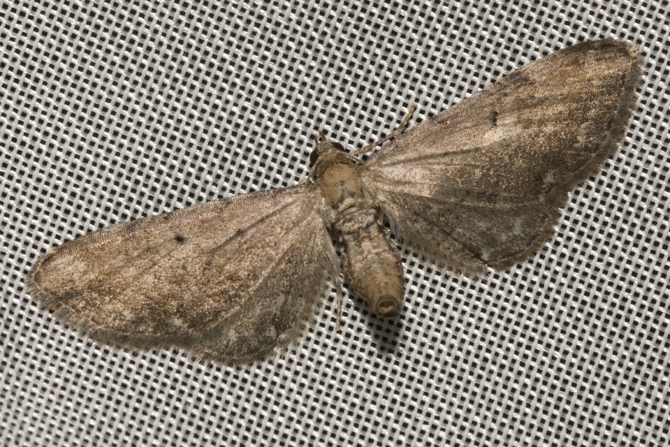 Eupithecia absinthiata - üröm-törpearaszoló
