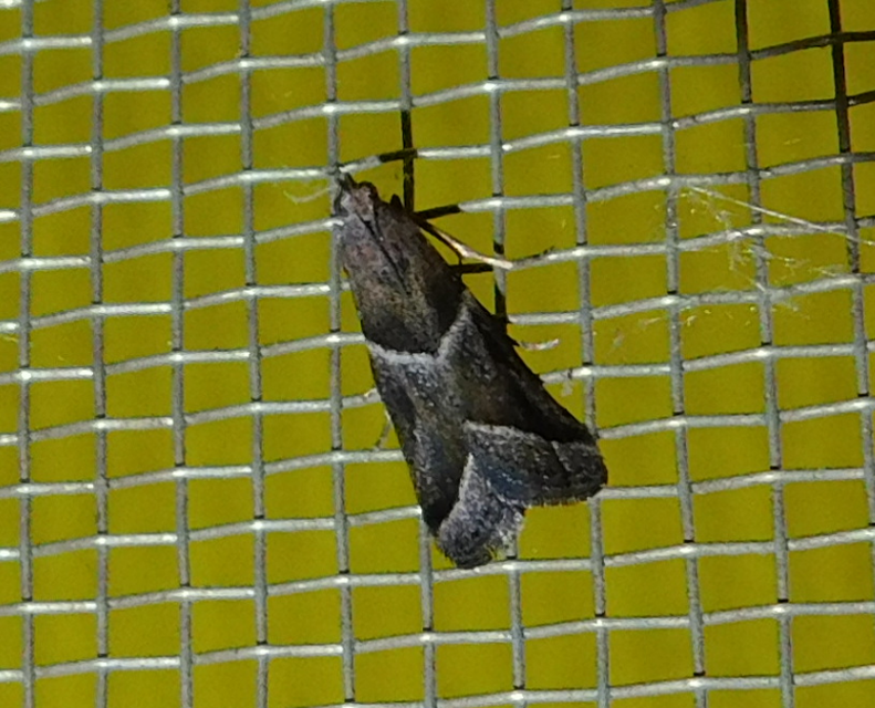 Nyctegretis