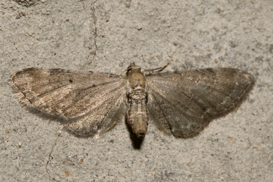 Eupithecia absinthiata - üröm-törpearaszoló
