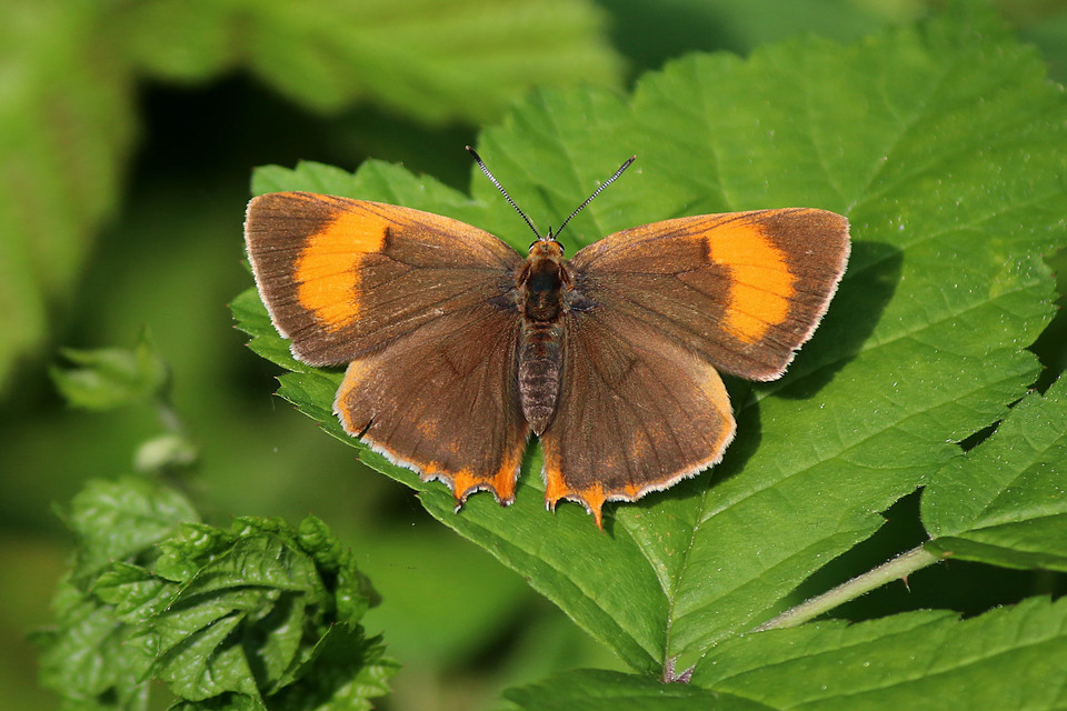 Thecla betulae - nyírfalepke