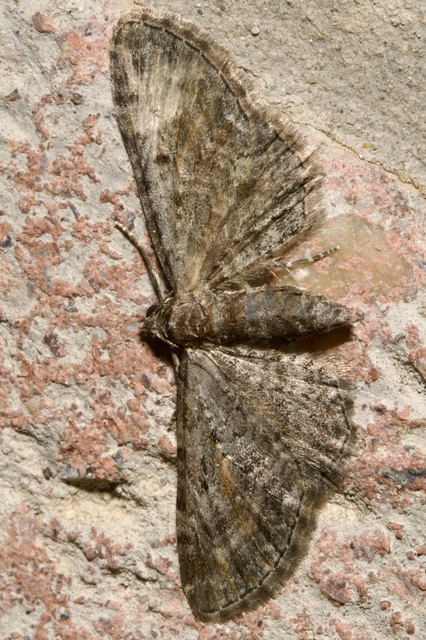 Eupithecia icterata - rozsdafoltos törpearaszoló