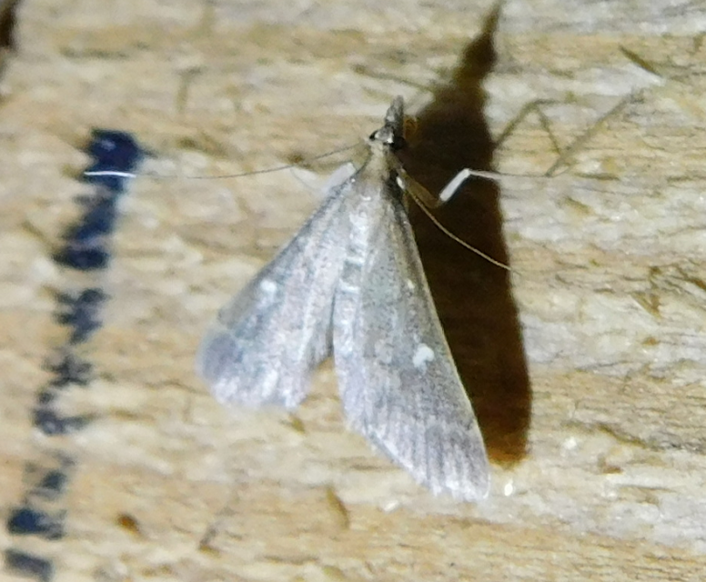 Dolicharthria punctalis - hosszúlábú tűzmoly