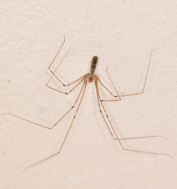 Pholcus phalangioides - nagy álkaszáspók Pholcus phalangioides - nagy álkaszáspók