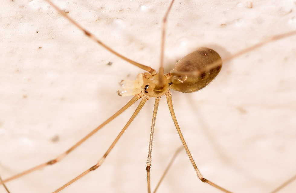 Pholcus phalangioides - nagy álkaszáspók Pholcus phalangioides - nagy álkaszáspók