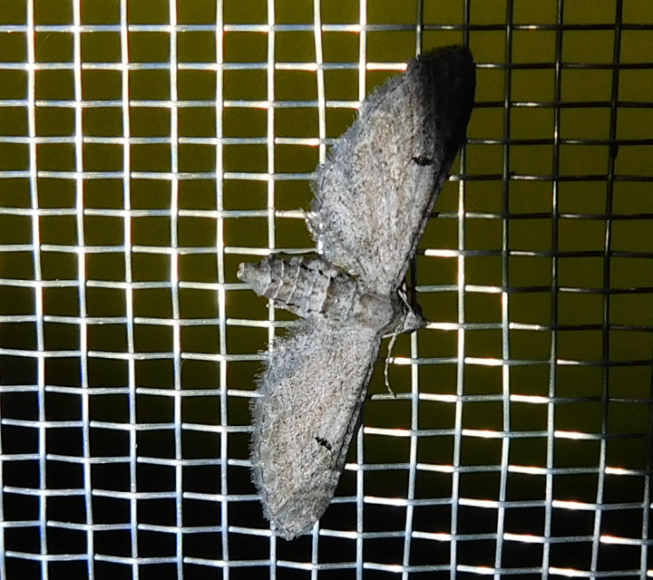 Eupithecia innotata - hegyesszárnyú törpearaszoló