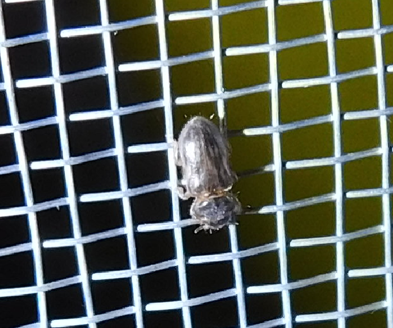 Heterocerus