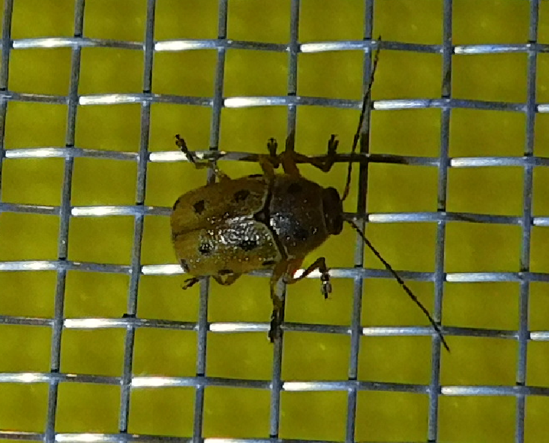 Cryptocephalus octomaculatus - nyolcfoltos zömökbogár