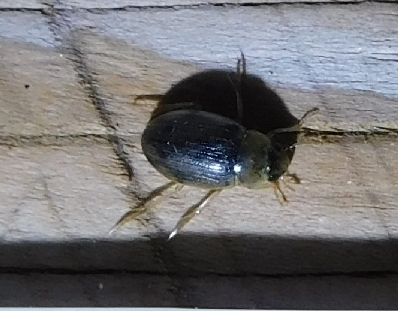 Berosus Berosus