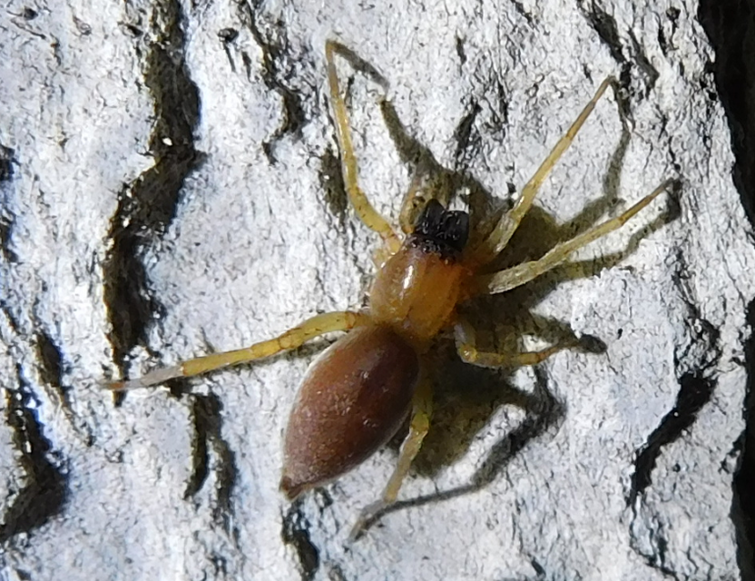 Clubiona