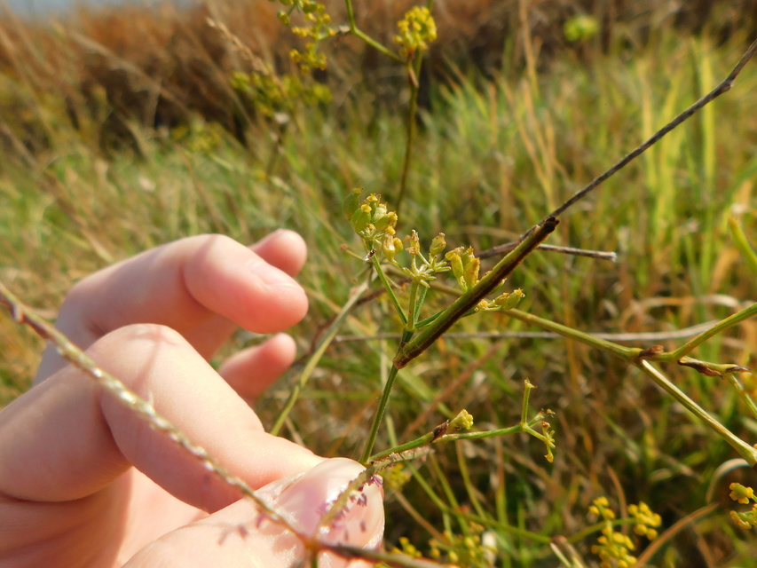Phaiogramma etruscaria - fehérpettyes zöldaraszoló