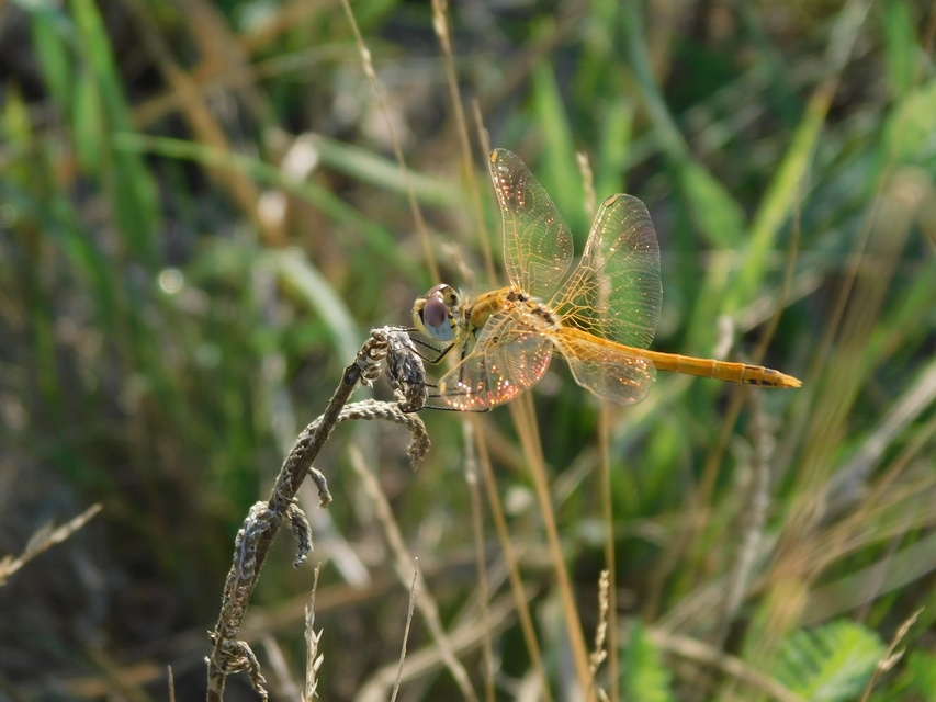 Sympetrum fonscolombii - vándor katona-szitakötő