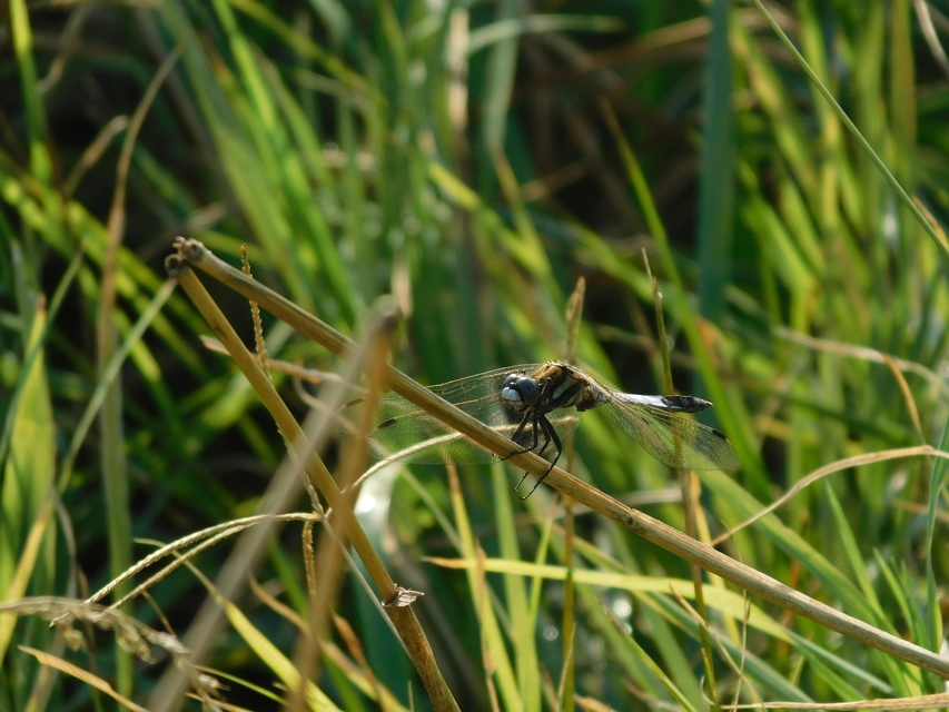 Orthetrum albistylum - fehérfarkú pásztorszitakötő
