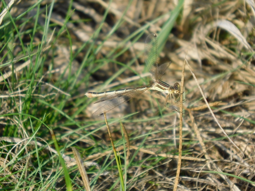 Lestes barbarus - foltosszárnyjegyű rablószitakötő