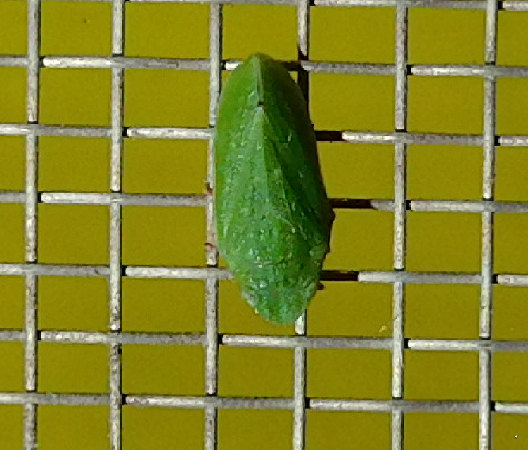 Tettigometridae - bőröskabócák