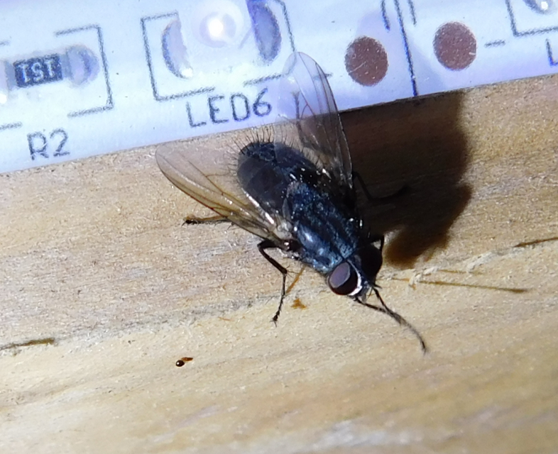 Muscidae - igazi legyek