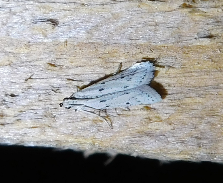 Homoeosoma nebulella - napraforgómoly