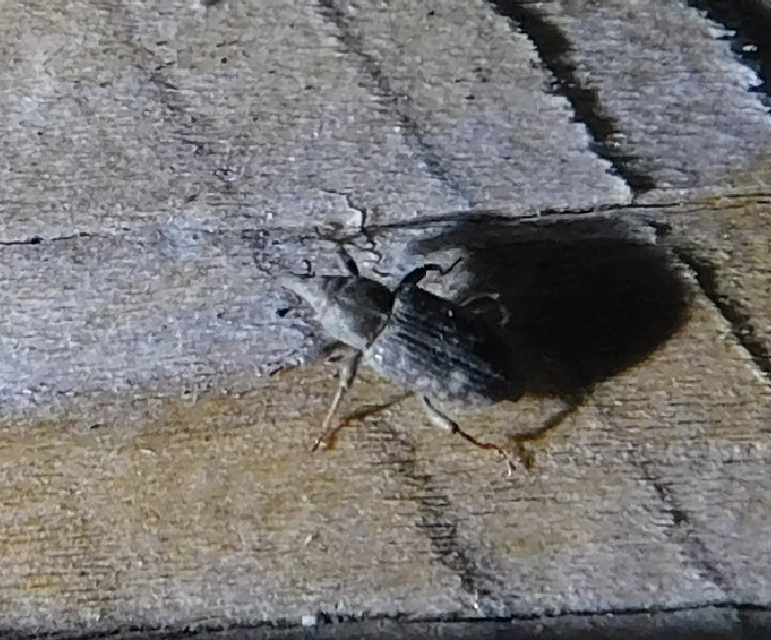 Bagous argillaceus - lakkfényű víziormányos Bagous argillaceus - lakkfényű víziormányos