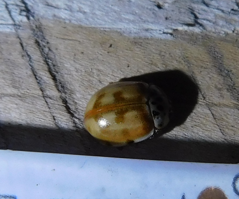 Harmonia quadripunctata - négypettyes katica