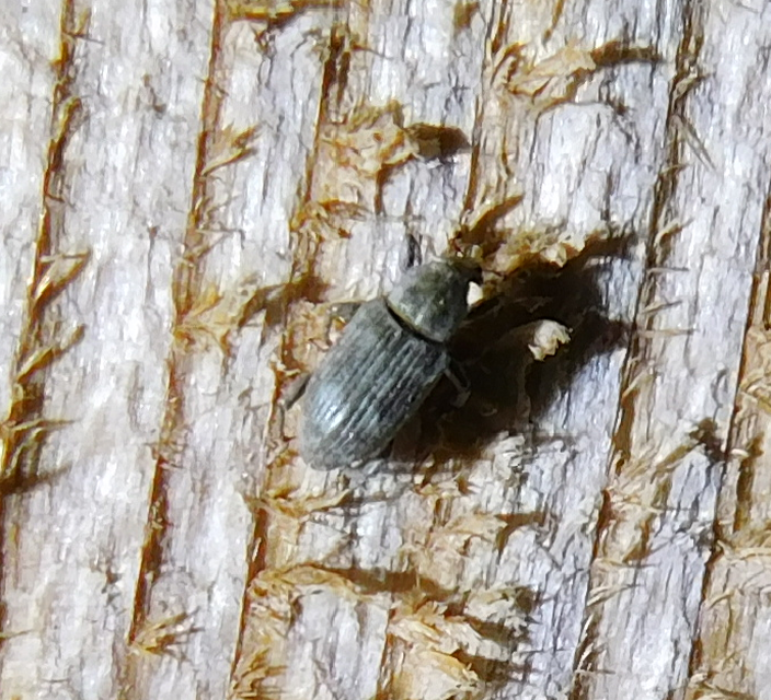Bagous argillaceus - lakkfényű víziormányos Bagous argillaceus - lakkfényű víziormányos