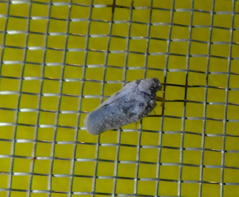 Metcalfa pruinosa - amerikai lepkekabóca