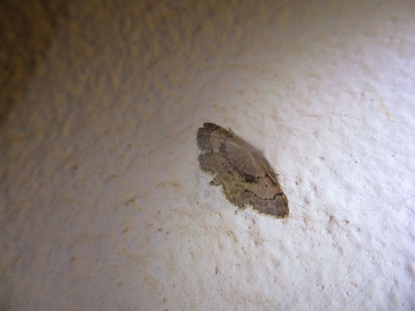 Idaea laevigata - sötétfoltos apróaraszoló