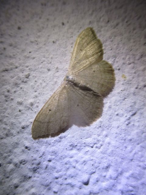 Idaea straminata - szalmasárga sávosaraszoló