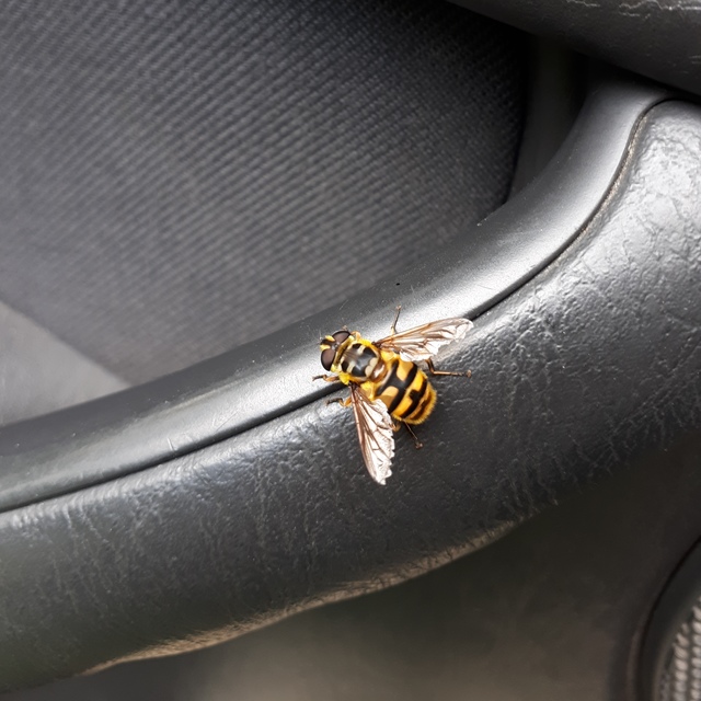 Myathropa florea - halálfejes odúlégy
