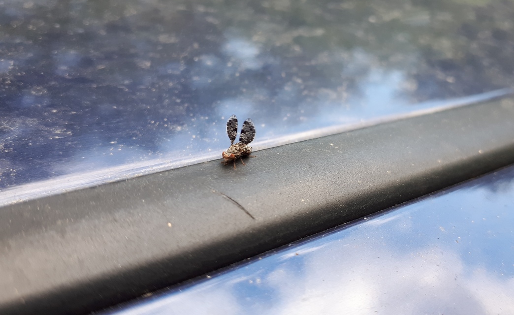 Callopistromyia annulipes - pávalégy