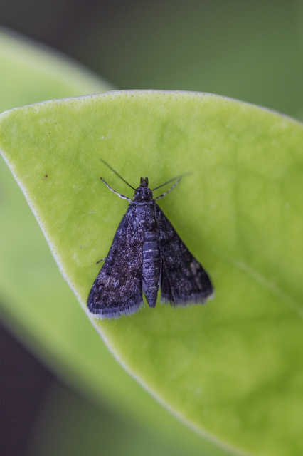 Heliothela wulfeniana - fényes kormosmoly