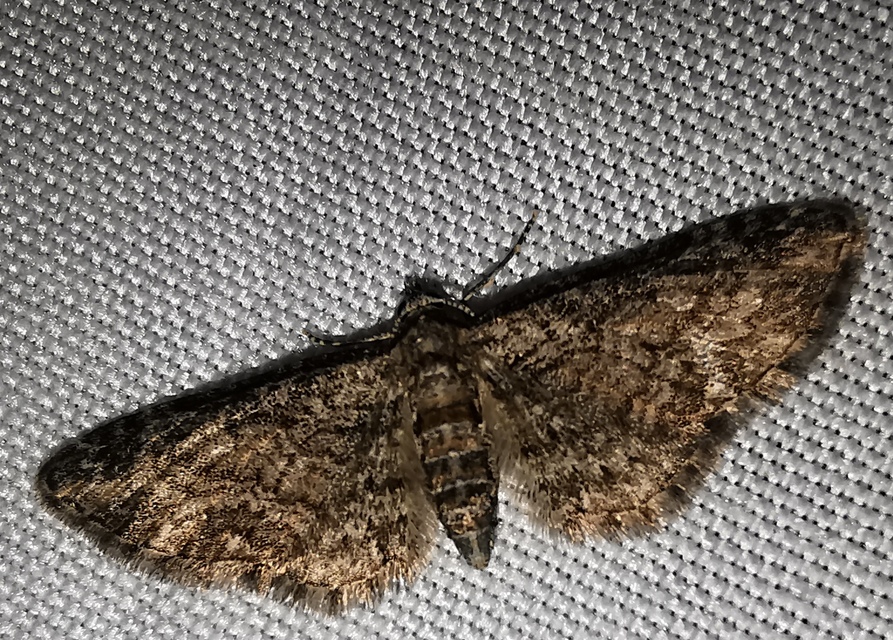 Eupithecia inturbata - juhar-törpearaszoló
