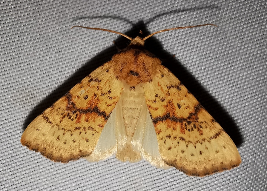 Tiliacea sulphurago - kénes sárgabagoly