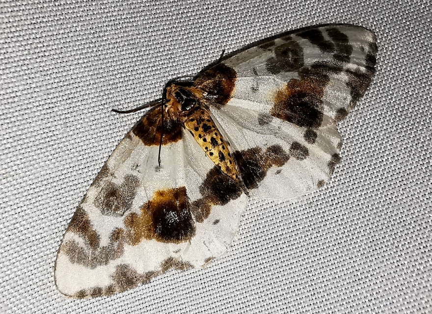 Abraxas sylvata - sárgafoltos araszoló