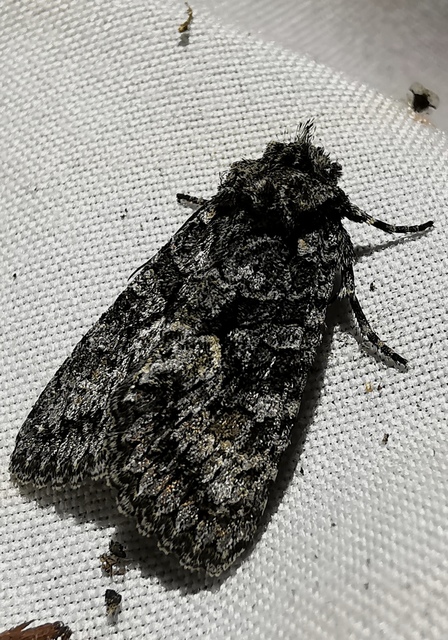 Dryobotodes monochroma - szürke tölgybagoly
