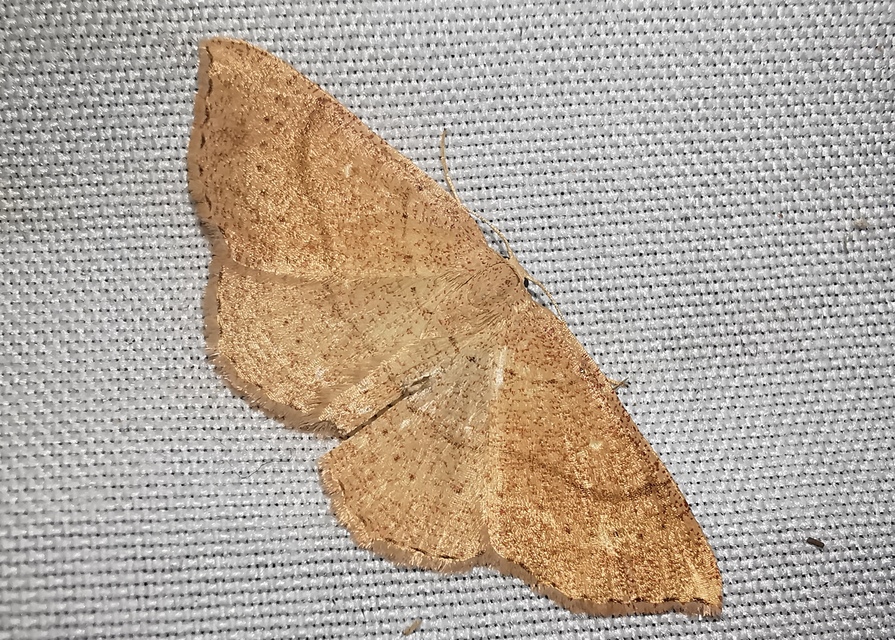 Cyclophora ruficiliaria - vörösrojtú pettyesaraszoló