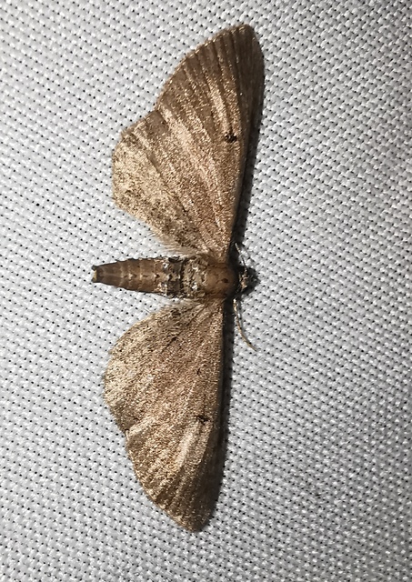 Eupithecia absinthiata - üröm-törpearaszoló