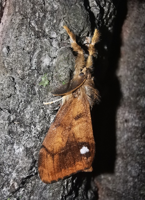 Orgyia antiqua - rozsdabarna kisszövő