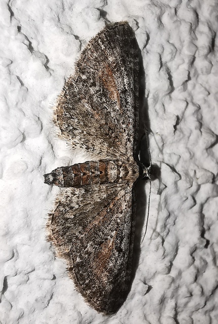 Eupithecia icterata - rozsdafoltos törpearaszoló