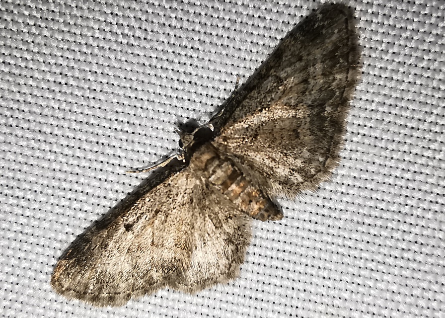 Eupithecia inturbata - juhar-törpearaszoló