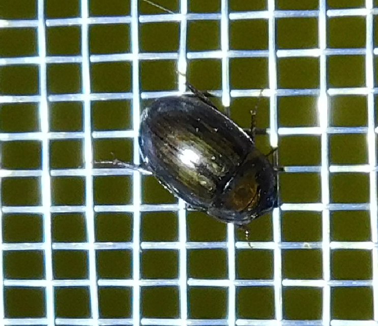 Enochrus