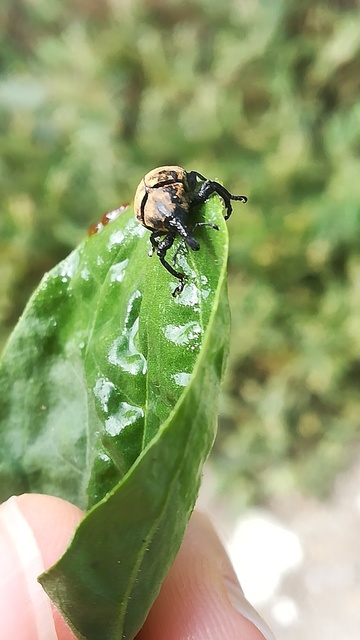 Larinus turbinatus - kúposorrú púderbarkó
