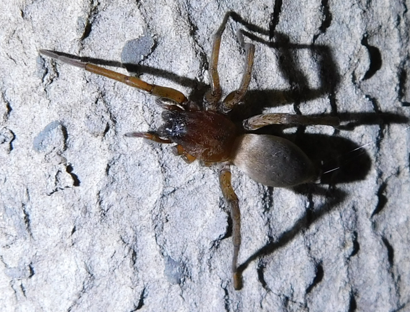 Drassodes/Drassodex