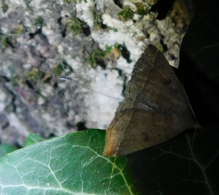 Pechipogo plumigeralis - tollascsápú karcsúbagoly