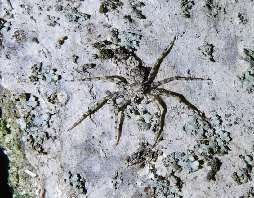 Philodromus poecilus - cifra karolópók