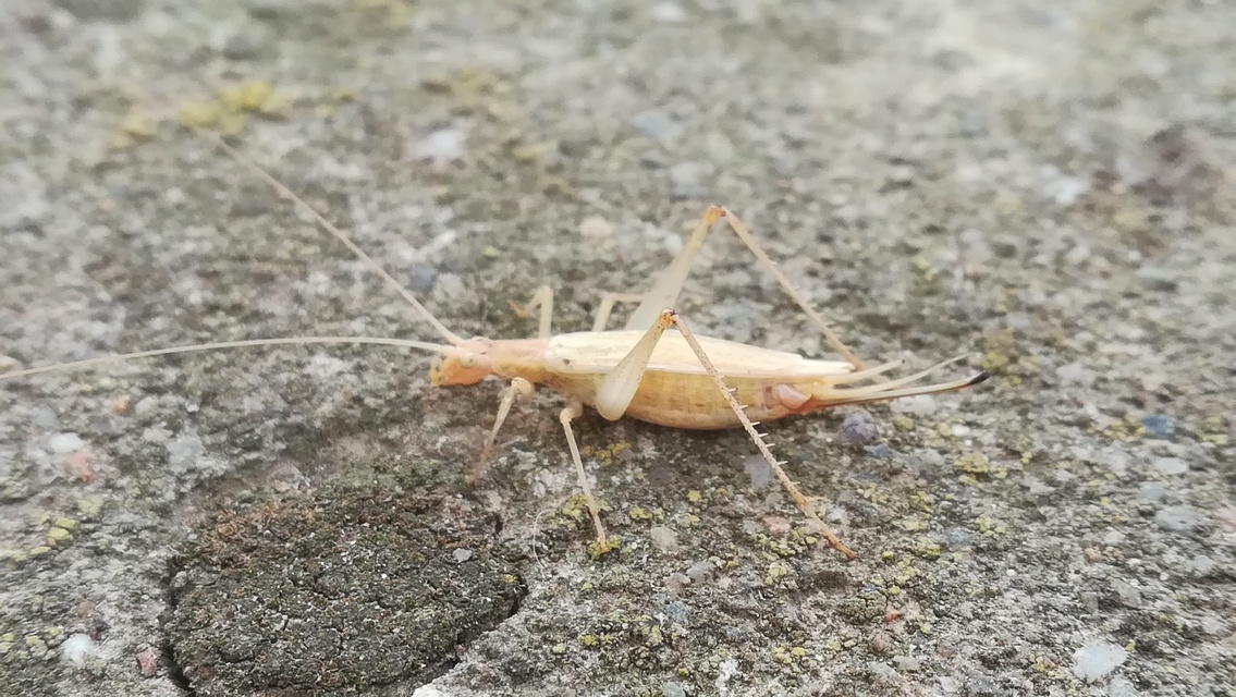 Oecanthus pellucens - pirregőtücsök