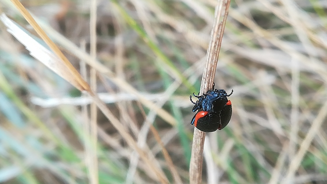 Chrysolina kuesteri - ráncos szegélyeslevelész