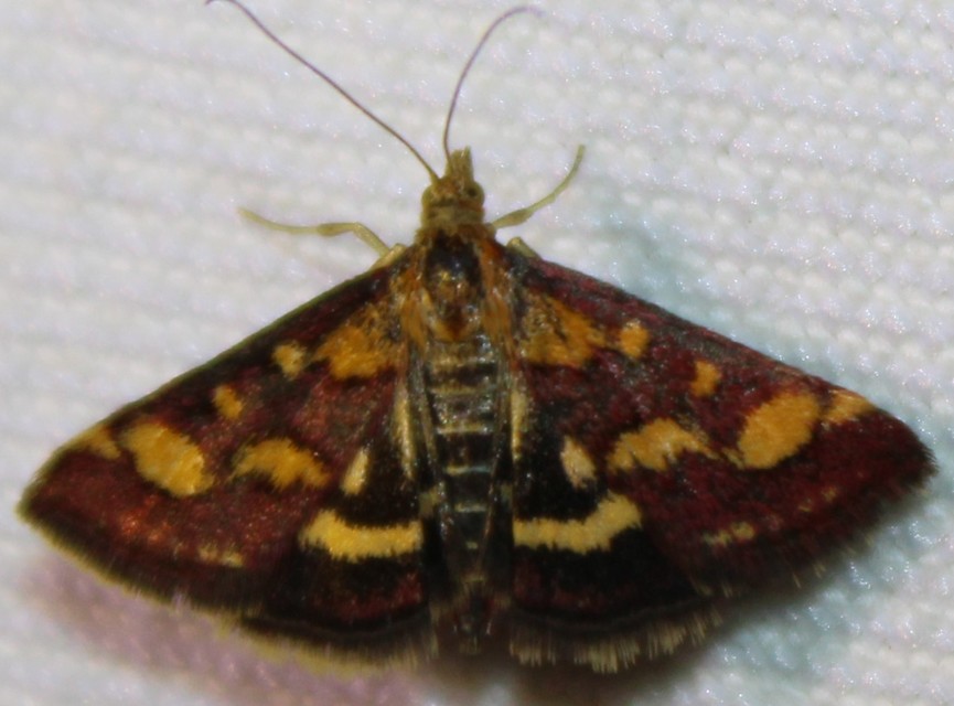 Pyrausta purpuralis - közönséges bíbormoly