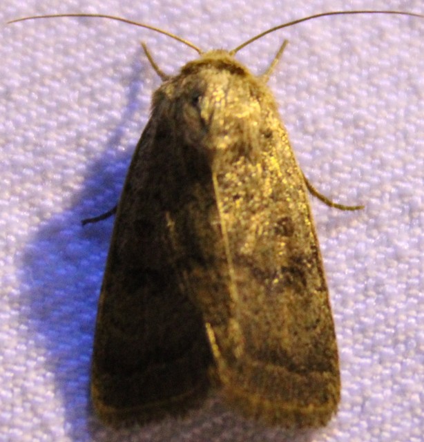 Hoplodrina octogenaria - barna selymesbagoly