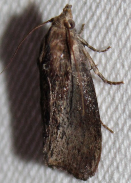 Galleria mellonella - nagy viaszmoly