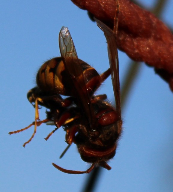 Vespa crabro - lódarázs